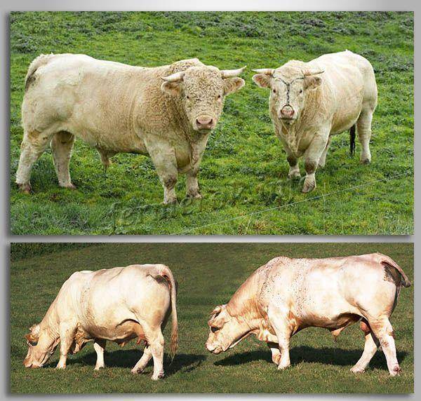 Порода коров шароле: описание, фото
