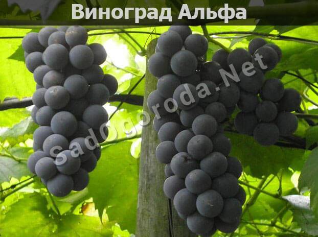 Сорт винограда альфа — описание, фото, селекция, особенности посадки и ухода