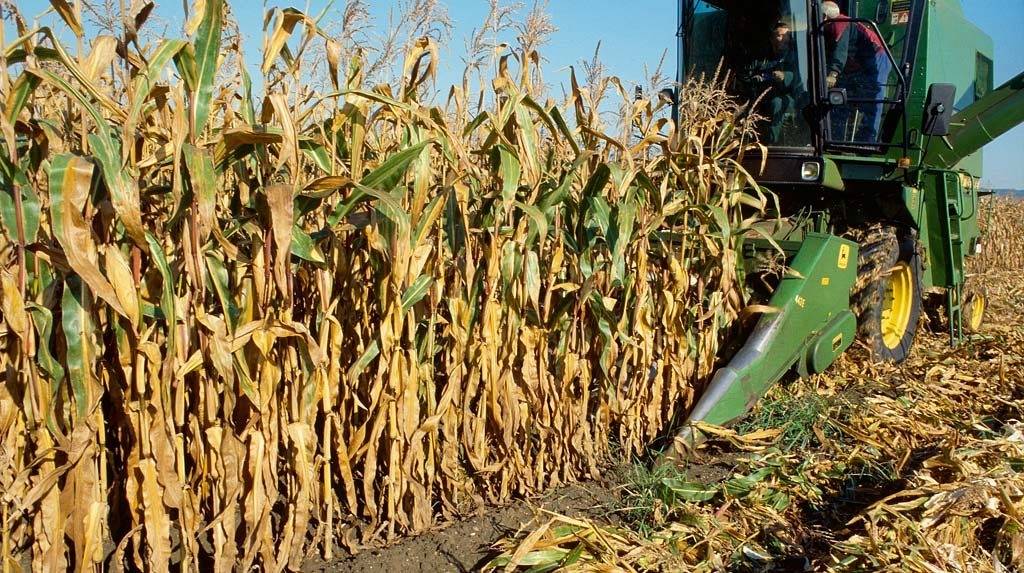 Уборка кукурузы на зерно: видео, сроки, способы уборки