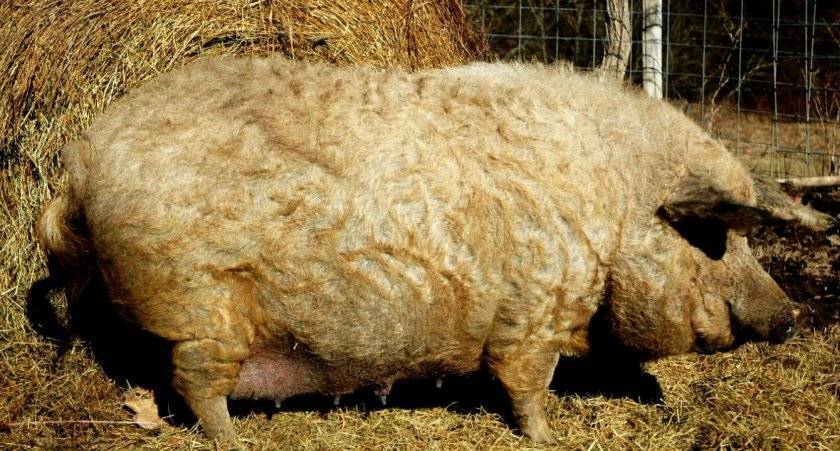 Необычная и экзотическая порода свиней венгерская мангалица