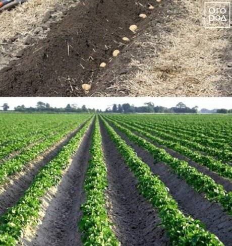 Выращивание картофеля по голландской технологии: описание способа, плюсы и минусы метода, а также правила посадки на даче и в домашних условиях