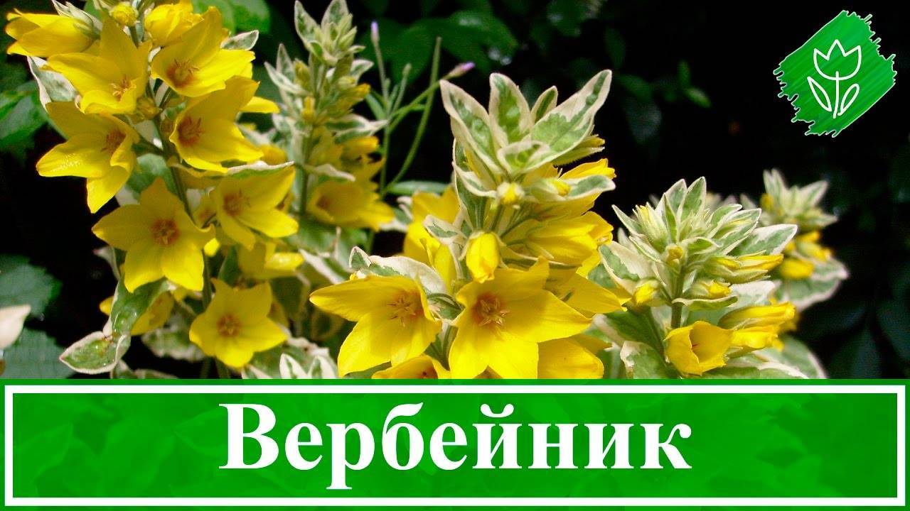Вербейник: описание и лечебные свойства растения