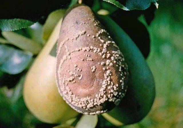 Описание и условия выращивания груши сорта феерии