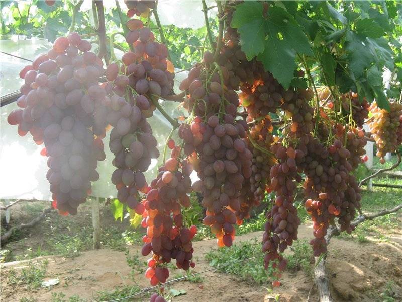 Сверхранний сорт винограда румба: хороший вариант для средней полосы россии