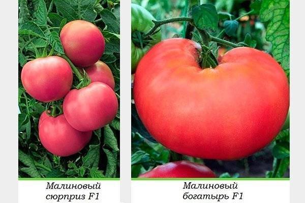 Биф томат нина: отзывы и фото тех, кто выращивает, описание сорта