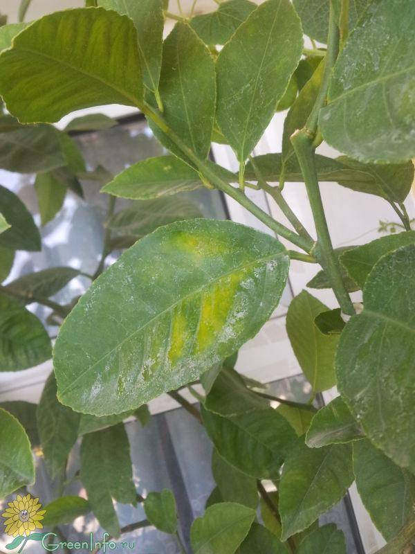 На листьях лимона пятна желтого и коричневого цвета: что делать, если они по каким-то причинам появились на домашнем растении, а также лечение и профилактика