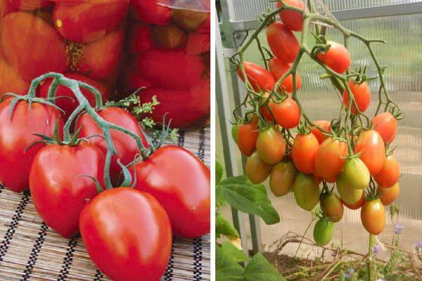 Характеристика и описание сорта томата малиновая империя, его урожайность