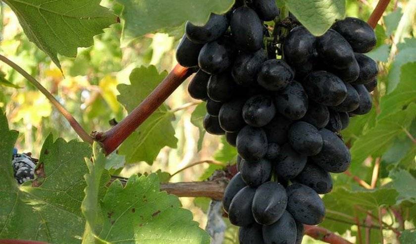 Отменный виноград надежда азос: описание сорта, его характеристики и фото
