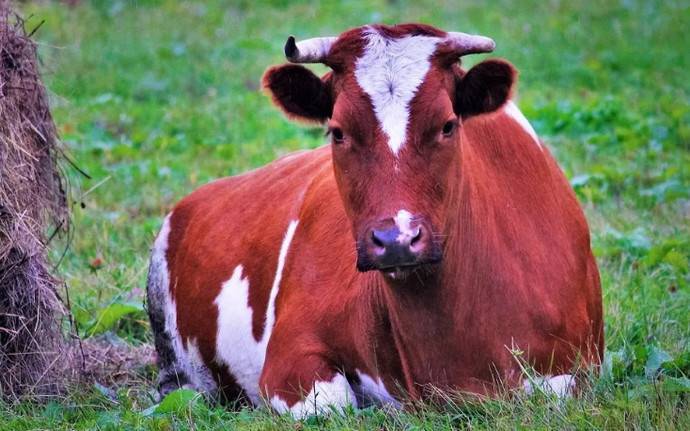Как определить стельность коровы народными методами и средствами