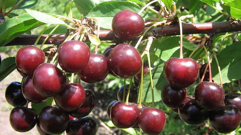 Удобрения для вишни осенью: правила подкормки для хорошего урожая