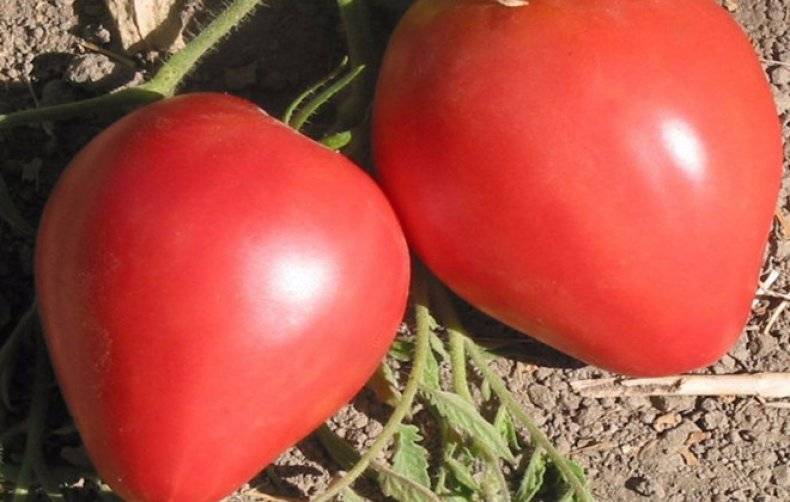 Нарядные плоды томата для салатов и засолки — описание и характеристики сорта помидор «орлиный клюв»
