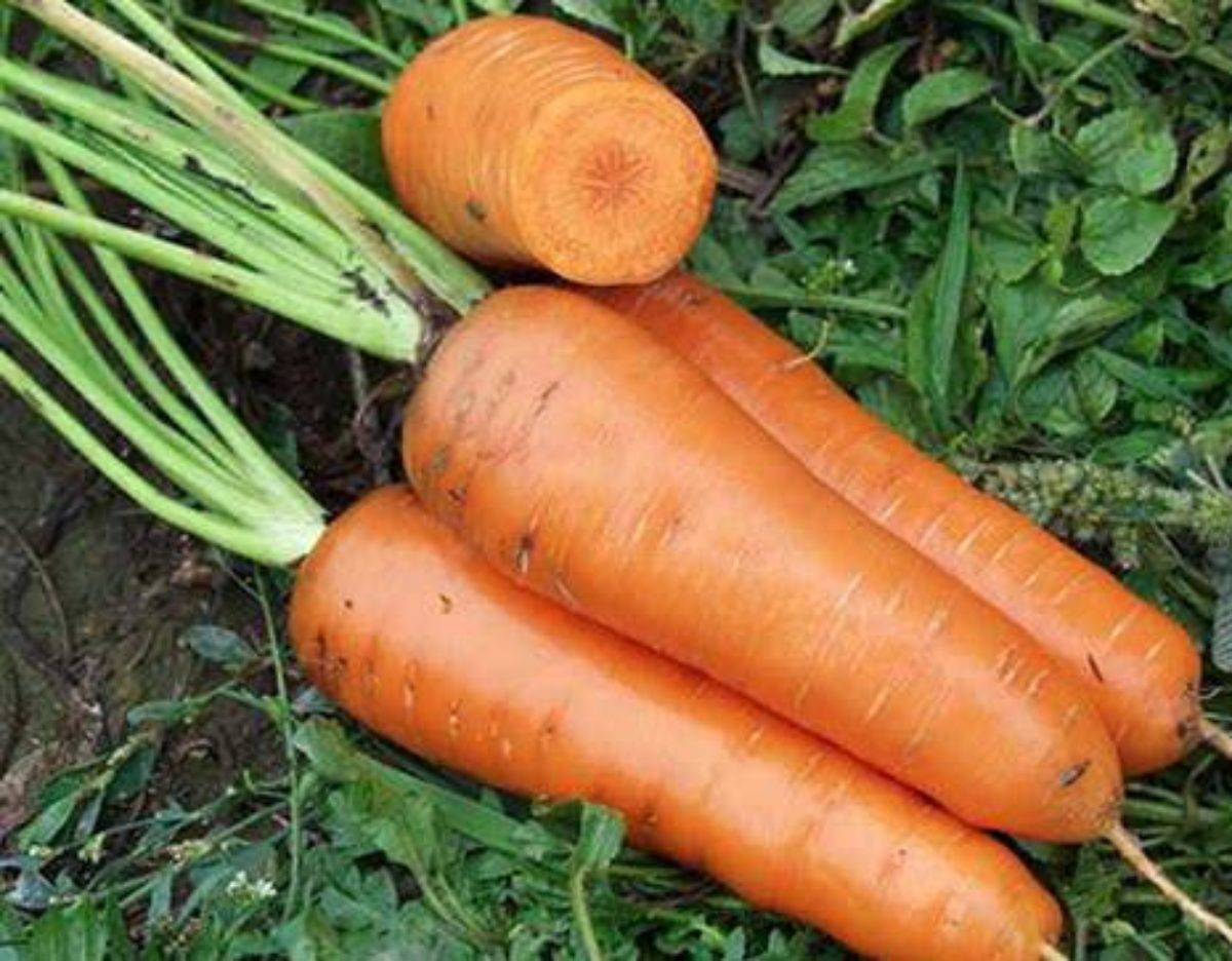 Гибридная разновидность моркови дордонь f1