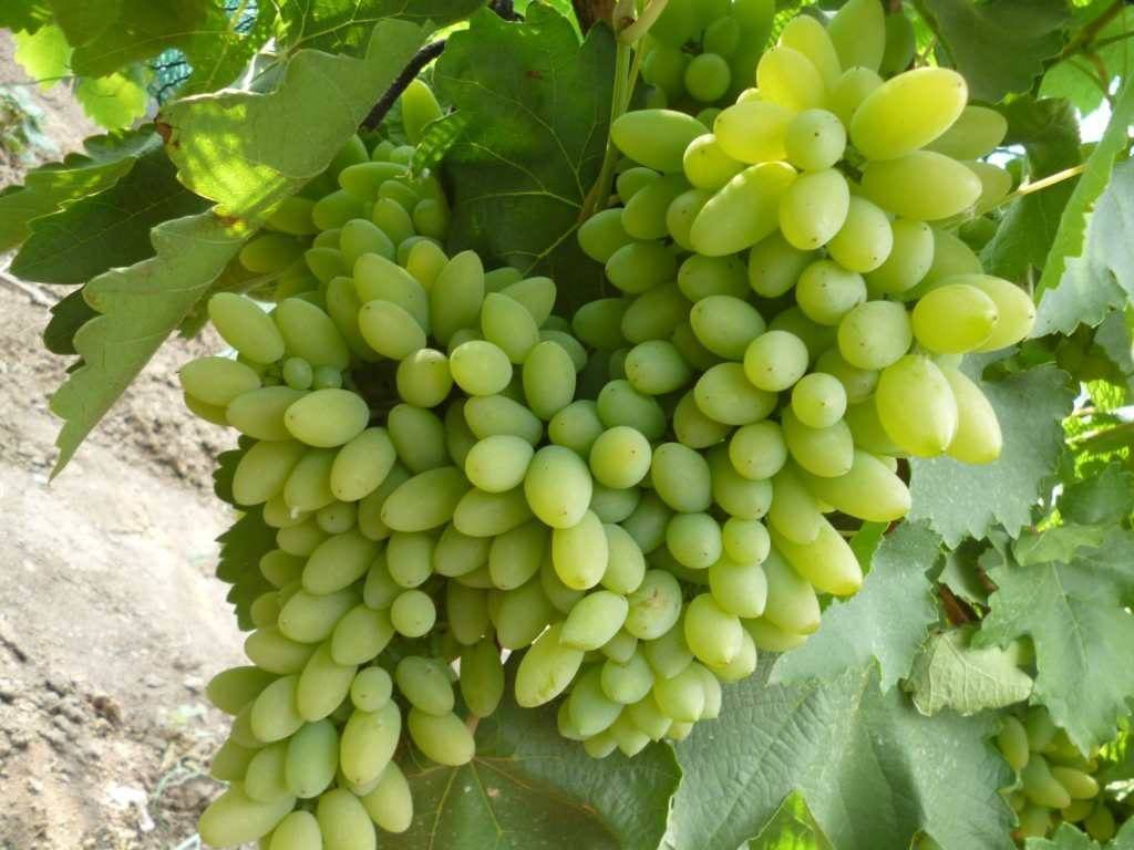 Фрумоаса албэ как и для чего использовать виноград