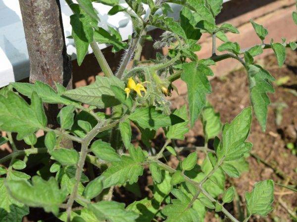 Новый гибрид завоевавший почтение многих огородников — томат сенсей: описание сорта и советы по его выращиванию