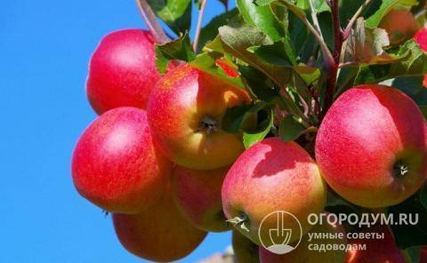Характеристика яблони сорта коваленковское с фото