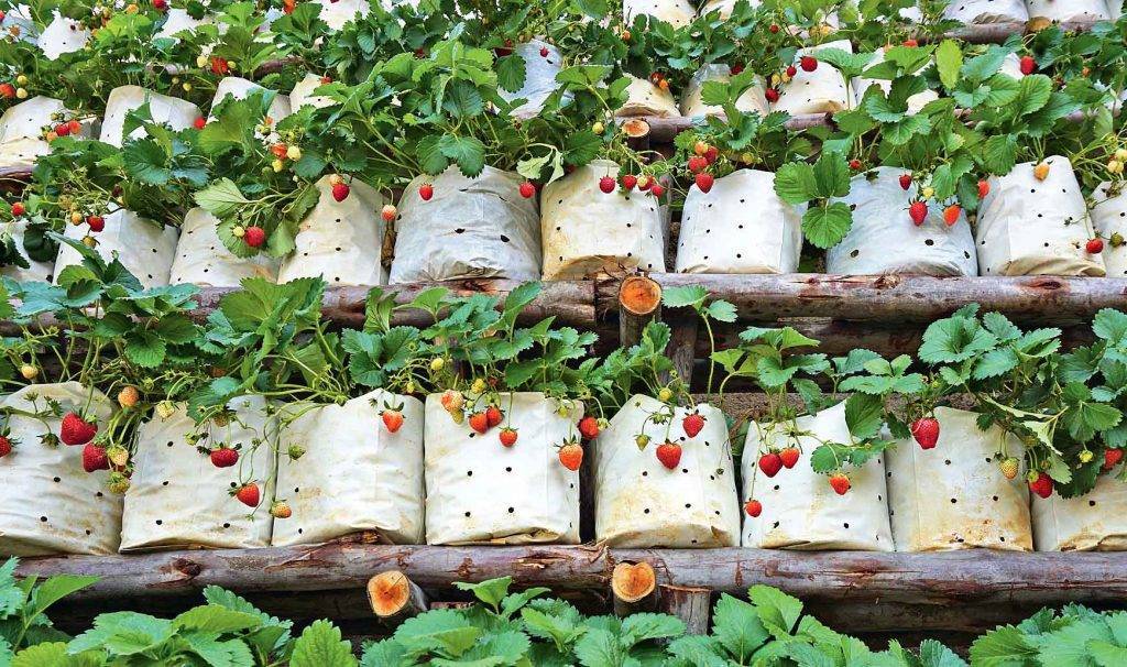 Как правильно выращивать клубнику в мешках? + видео