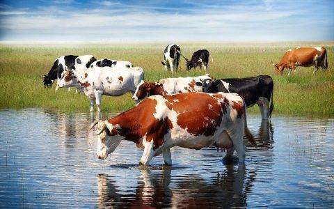 Беспривязное или привязное содержание – что выбрать для коров?