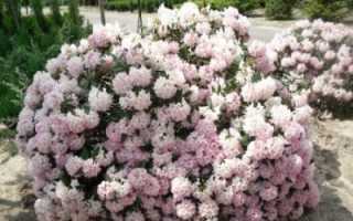 Описание рододендрона сорта розеум элеганс, особенности посадки и ухода