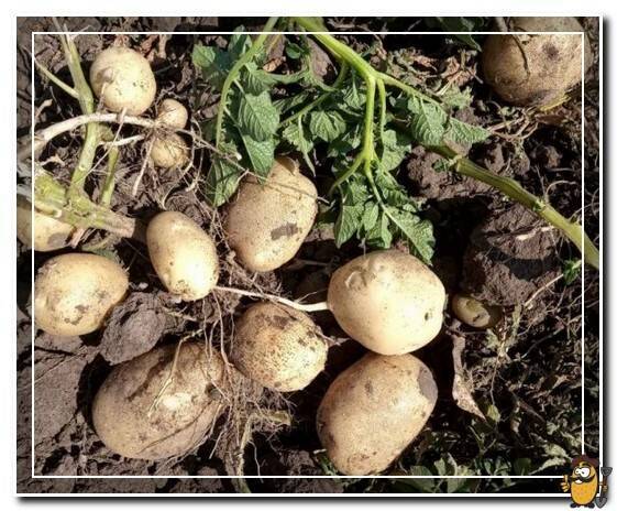 Описание картофеля аризона. выращивание сорта и уход за ним