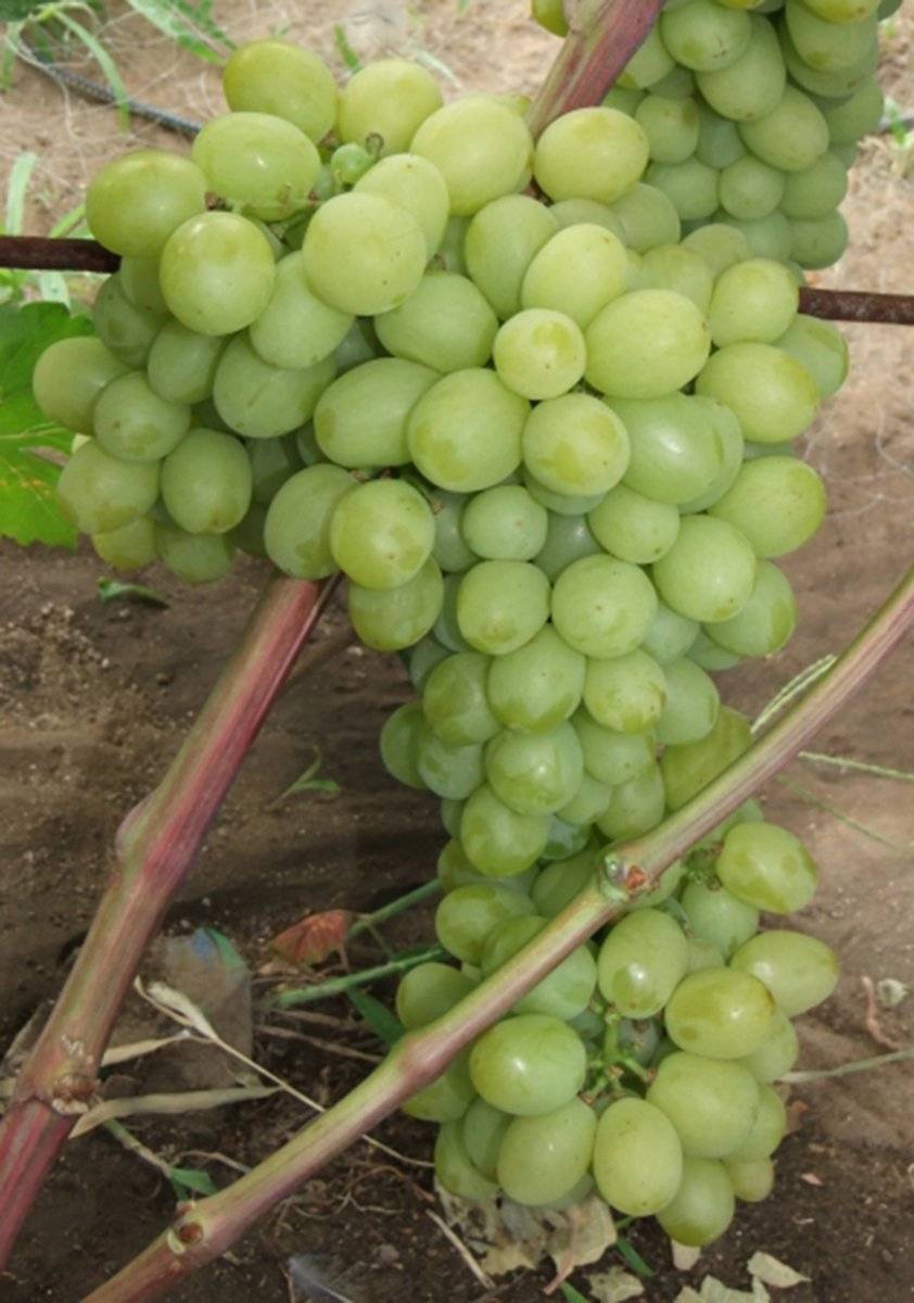 Виноград валек