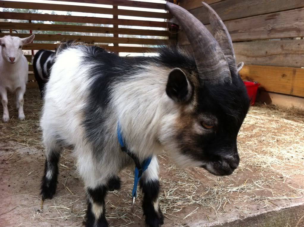 Карликовые козы (27 фото): породы декоративных мини-коз. можно ли держать их в квартире?