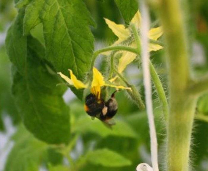 Как пчелы переносят пыльцу сбор опыление растений как привлечь в теплицу