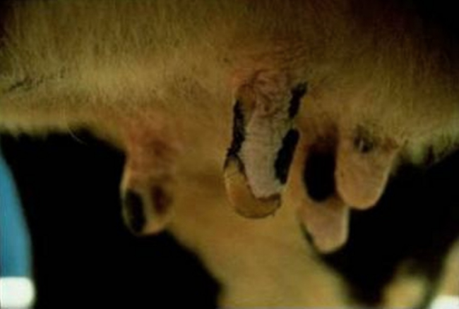 Нодулярный дерматит крупного рогатого скота: признаки, диагноз, профилактика и меры борьбы. | 
ветеринарная служба владимирской области