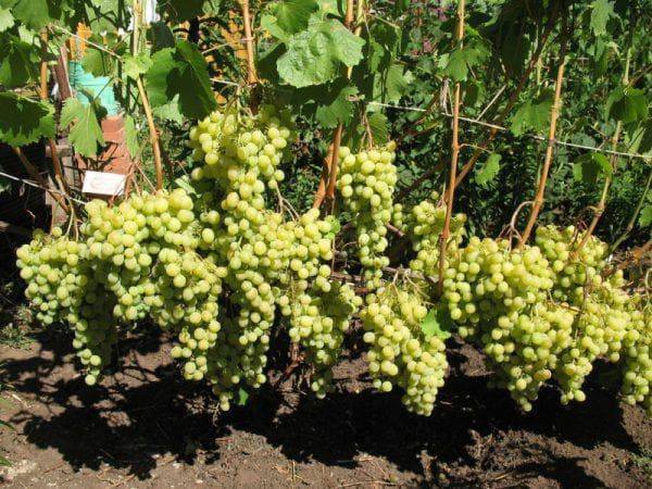 Виноград «лора»: описание сорта, фото, отзывы