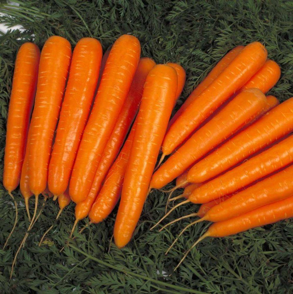 Лучшие сорта моркови: описание и особенности