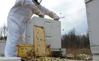 Пчелиная мерва: что это такое и ее применение