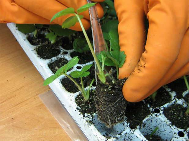 Как правильно выращивать клубнику в домашних условиях круглый год
