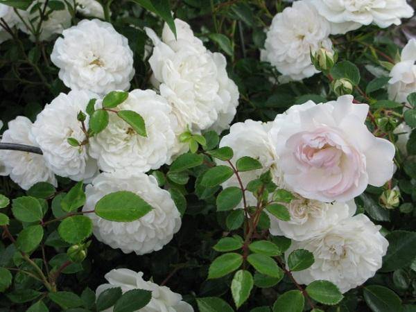 Лучшие почвопокровные розы для великолепного сада
