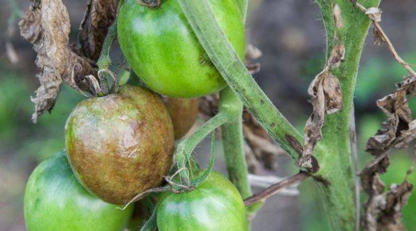 12 эффективных рецептов для борьбы с фитофторой томатов