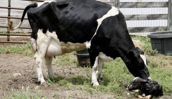 У коровы послеродовой парез: признаки, лечение, профилактика