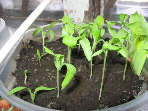 Как выращивать баклажаны в открытом грунте