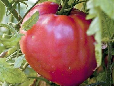 Описание сорта томата марьина роща, особенности выращивания и ухода - общая информация - 2020