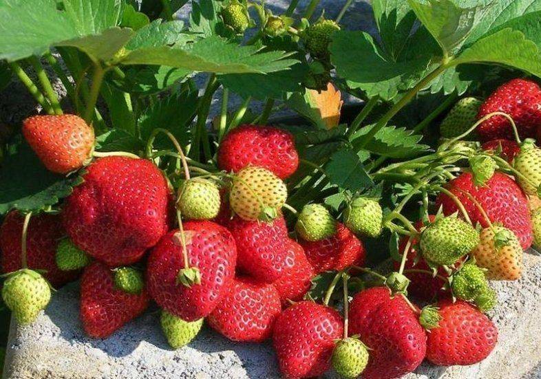 Лучшие сорта клубники для сибири - 15 самых крупных и вкусных