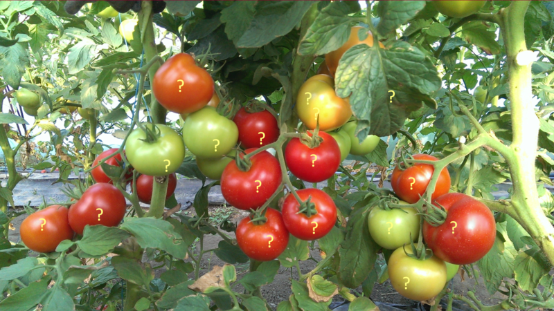 Ультраскороспелые сорта томатов