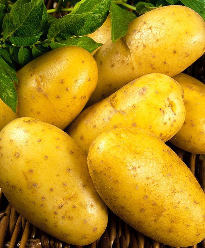 Сорт картофеля уладар: описание, посадка и уход
