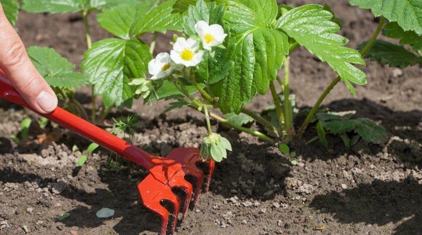 Уход за клубникой весной: советы опытных садоводов