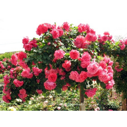 Описание сорта розы розариум ютерсен и правила ухода