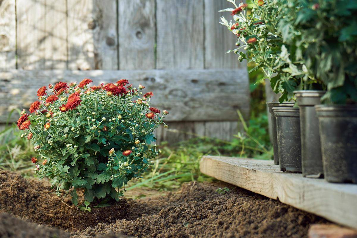 Как посадить многолетние хризантемы в открытый грунт и ухаживать за ними