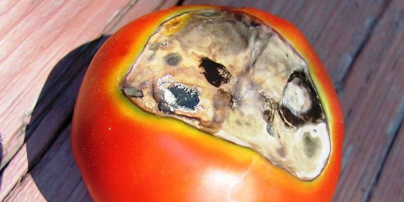 Вредители томатов в открытом грунте и теплице: фото, описание, действенные меры борьбы