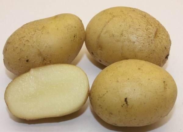 Сорт картофеля голубизна, описание, фото, характеристика и отзывы, а также особенности выращивания