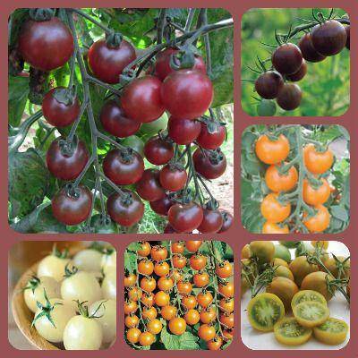 Как вырастить помидоры на балконе: пошаговая инструкция с фото