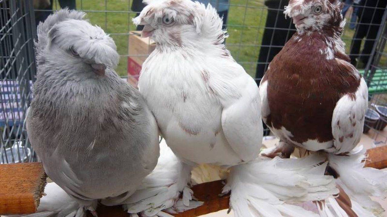 Серпастые голуби в волгоградской области голубятник артюк