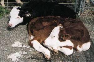 Глисты у коров и телят: лечение, причины