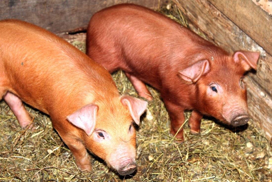 Мясная порода свиней петрена (пьетерн)