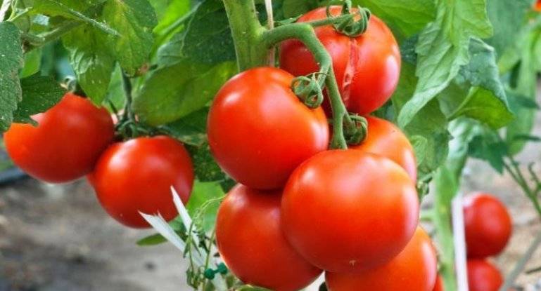 Выращивание помидоров в открытом грунте: все секреты