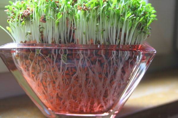 Как вырастить кресс-салат на даче, уход за растением в открытом грунте